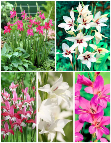 Микс гладиолусов "Эффект Бабочки" голландская селекция  5 шт.