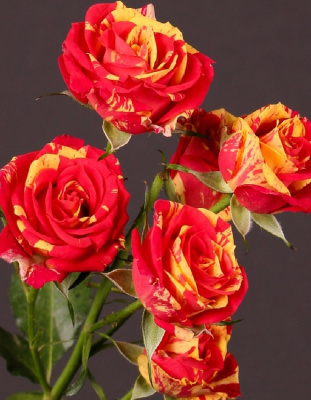 Роза спрей Файер Флеш