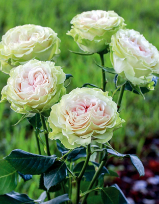 Роза флорибунда Лавли Грин