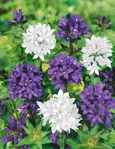 Колокольчик скученный бело-синий (смесь) ASF 1 шт Р9