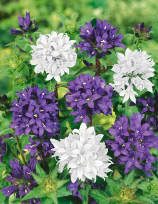 Колокольчик скученный бело-синий (смесь) ASF 1 шт Р9