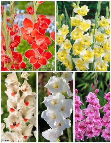 Микс гладиолусов "Гимн Весне" голландская селекция 5 шт.