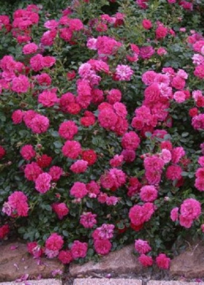 Роза почвопокровная Пепрл Рейн