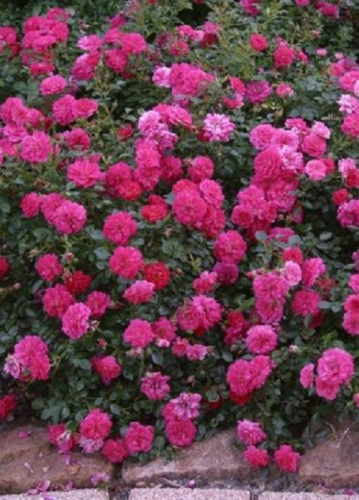 Роза почвопокровная Пепрл Рейн