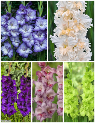 Микс гладиолусов "Многоцветие" голландская селекция 5 шт.