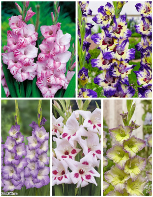 Микс гладиолусов "Переливы" голландская селекция 5 шт.