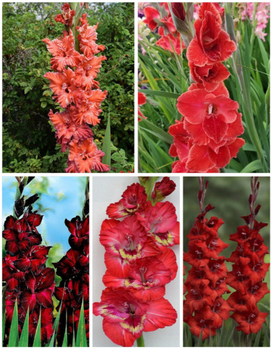 Микс гладиолусов "Аритмия" голландская селекция 5 шт.