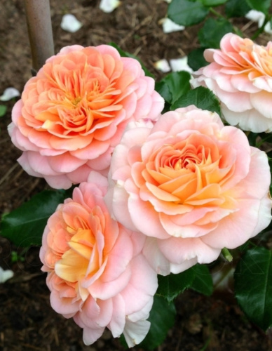 Роза кустарниковая Концерто 94