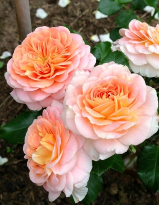 Роза кустарниковая Концерто 94