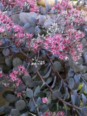 Очиток гибридный Бертрам Андерсон 1 шт Р9