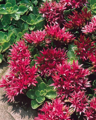 Очиток ложный Солярити 1 шт Р9