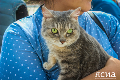 Мероприятие по пристройству бездомных кошек состоится в Квартале труда Якутска / ЯСИА   