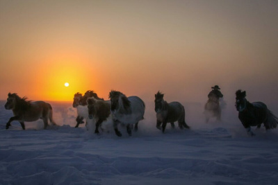 Десятки лошадей погибли из-за аномального снегопада в Якутии  / Мария Горохова   Республика Саха (Якутия)
