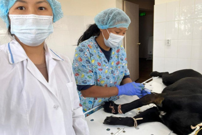 Сенокосилка срезала у собаки лапу в Нюрбинском районе Якутии / ЯСИА   