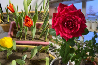 Фотофакт: жительница Горного района выращивает дома тюльпаны, лилии и розы / Майя Гоголева   