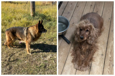 Служебным собакам ищут новых владельцев в Якутске / ЯСИА Якутск Якутск Республика Саха (Якутия)