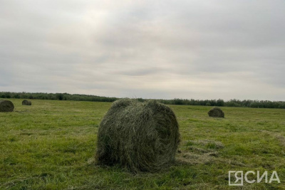 В Якутии пройдет «День поля — 2024» / ЯСИА   Республика Саха (Якутия)