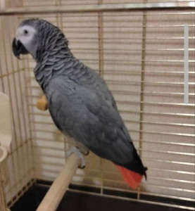 В Якутске хозяева ищут сбежавшего попугая породы жако / Мария Горохова Якутск Якутск Республика Саха (Якутия)