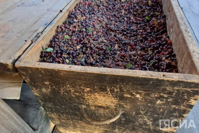 Целый сундук чёрной смородины собрали в Горном районе Якутии / Мария Горохова   