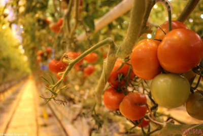 Трещины на помидорах: причины, последствия и как предотвратить их появление / ЯСИА   