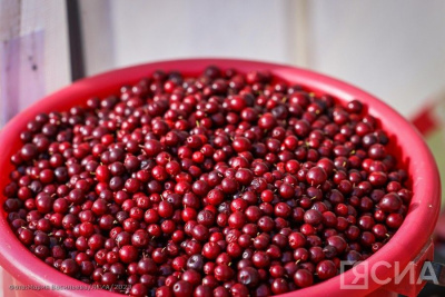 В арктических районах Якутии начали принимать ягоды у населения / ЯСИА   