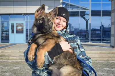 Манго на посту: 4-месячная овчарка прибыла на службу в Якутск / ЯСИА Якутск Якутск Республика Саха (Якутия)