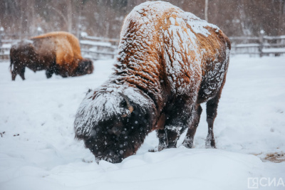 Лесных бизонов завезут в Олекминский район / ЯСИА   