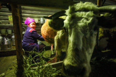 Сунтарский, Намский районы и Якутск вышли в лидеры по заготовке молока / ЯСИА   