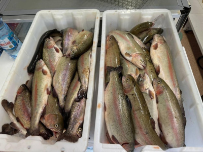 Рыбзавод обещал живую рыбу /    