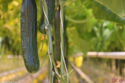 Блюда из огурцов: три простых и быстрых рецепта / ЯСИА   