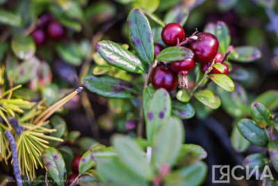 Какие ягоды можно успеть собрать в сентябре в Якутии, рассказал ученый / Нарыйа Пахомова   Республика Саха (Якутия)