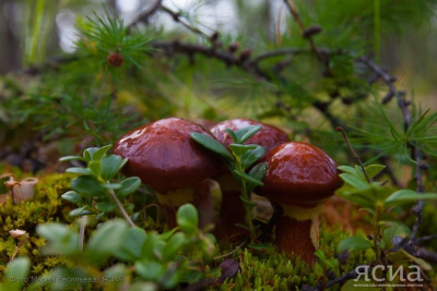 Миколог рассказала, как долго будут еще расти грибы в Якутии / Нарыйа Пахомова   Республика Саха (Якутия)