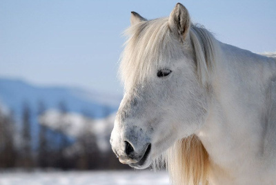 История одного экспоната: конский волос в культуре саха /    