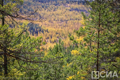 Трехлетний ребенок пропал в селе Жемкон Вилюйского района Якутии / ЯСИА   