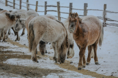 Зимовка скота и лошадей в Якутии проходит в плановом режиме / ЯСИА   