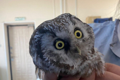 В Якутске спасли сову, которая не могла взлететь / ЯСИА Якутск Якутск Республика Саха (Якутия)