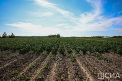 В Якутии планируют собрать более 71 тыс. тонн картофеля / ЯСИА   Республика Саха (Якутия)