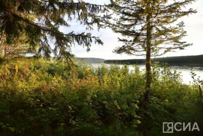 В Якутии виновник лесного пожара возместит потраченные на тушение средства / ЯСИА   Республика Саха (Якутия)