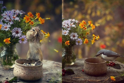 Фото и видео: якутянка кормит и фотографирует бурундуков и разные виды птиц / Майя Гоголева  Ленский Республика Саха (Якутия)