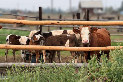 Россельхознадзор выявил некачественную вакцину для крупного рогатого скота / ЯСИА   