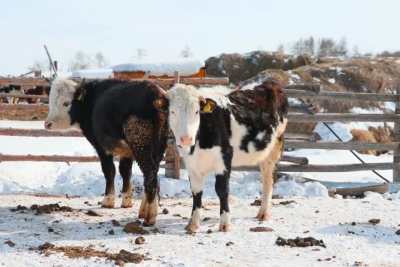 Районы Якутии получат дополнительные полномочия по поддержке сельского хозяйства / ЯСИА   