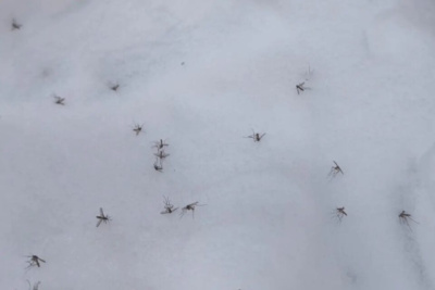 Большое количество комаров обнаружили в сугробах в Якутске / Мария Горохова   