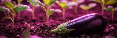 Когда сажать баклажаны на рассаду в 2026 году: сроки и регионы