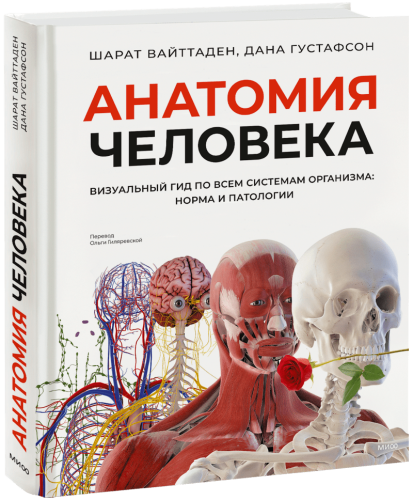 Анатомия человека