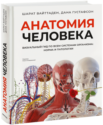 Анатомия человека