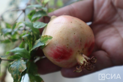 На Крестьянском рынке Якутска вырастили гранат / Мария Горохова Якутск Якутск Республика Саха (Якутия)