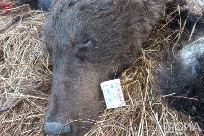 Разорванную тушу медведя обнаружили в пяти км от села в Верхневилюйском районе Якутии / Мария Горохова   