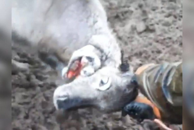 Ученый объяснил причину появления двухголового оленя в Якутии / Саина Титова   Республика Саха (Якутия)