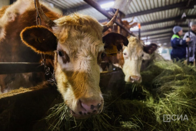 В Якутии принимают меры предосторожности из-за вспышек заболеваний скота в Новосибирской области / Мария Горохова   