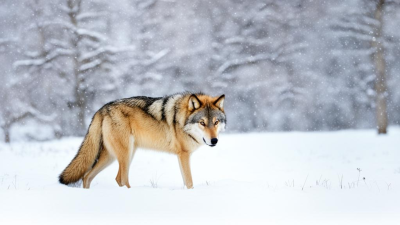 Правчас о регулировании численности хищников на территории Якутии пройдет в Ил Тумэне / ЯСИА   